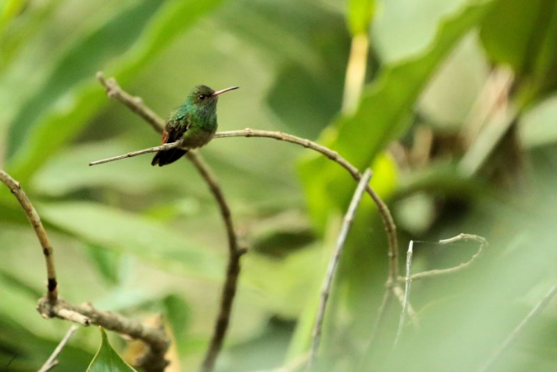 UE8A6123 COLIBRI INCONNU--.jpg