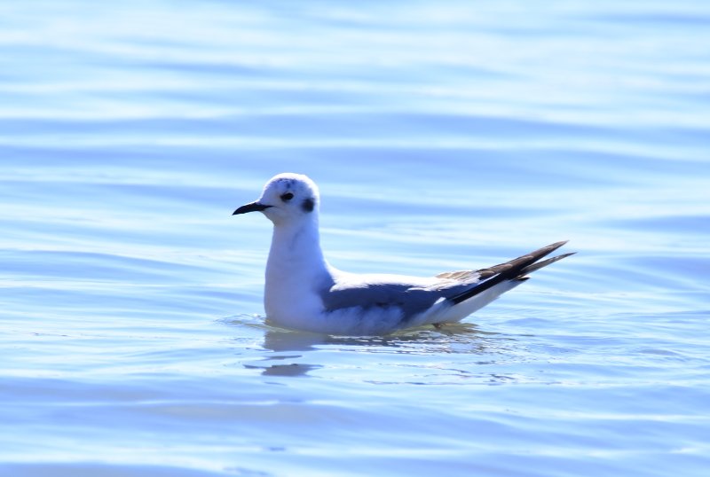 Mouette 1.jpg