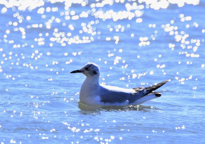 Mouette 2.jpg