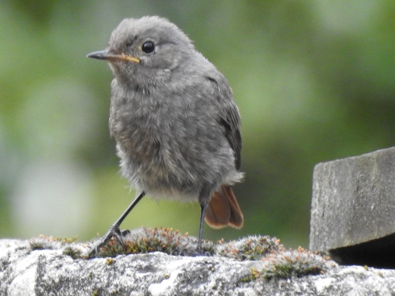 Photo 2 Rougequeue noir (gibraltariensis) .JPG