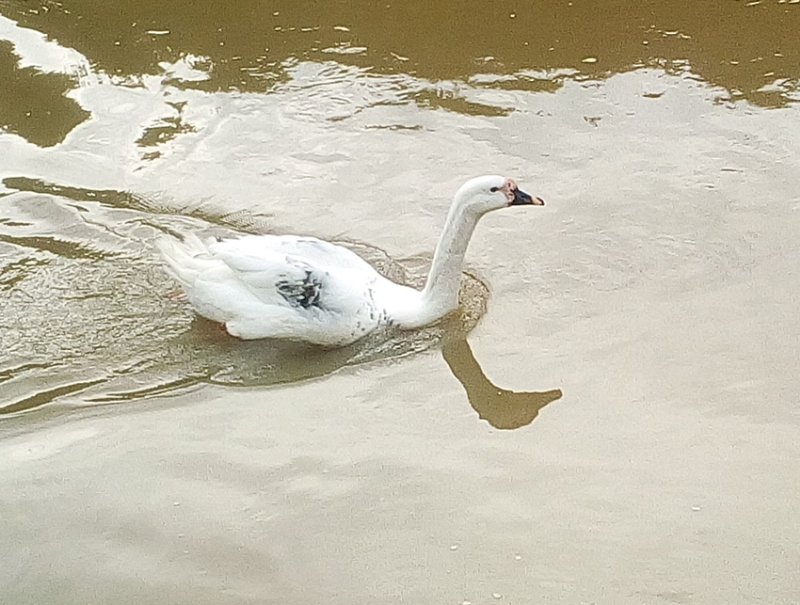 cygne 01.jpg