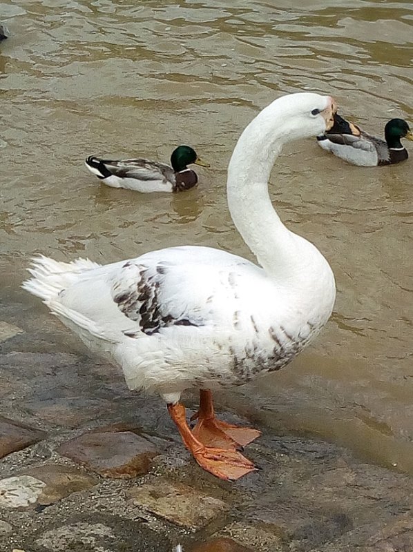 cygne 03.jpg