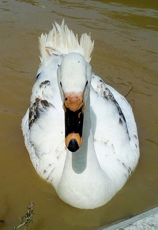 cygne 04.jpg