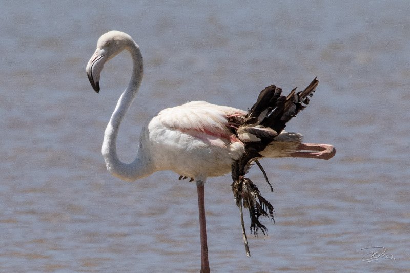 Flamant rose_9782.jpg