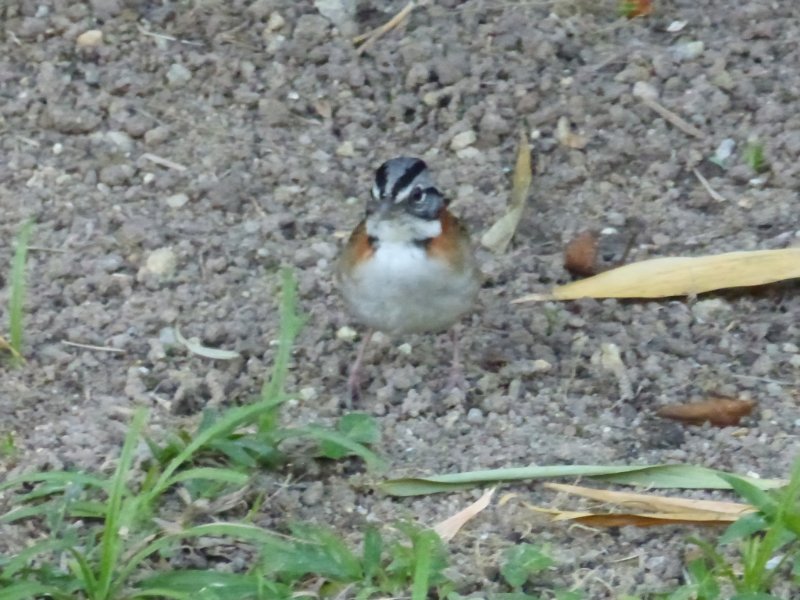 Jardin botanique - Rio - Brésil - Juin 2018 (2) (Copier).JPG