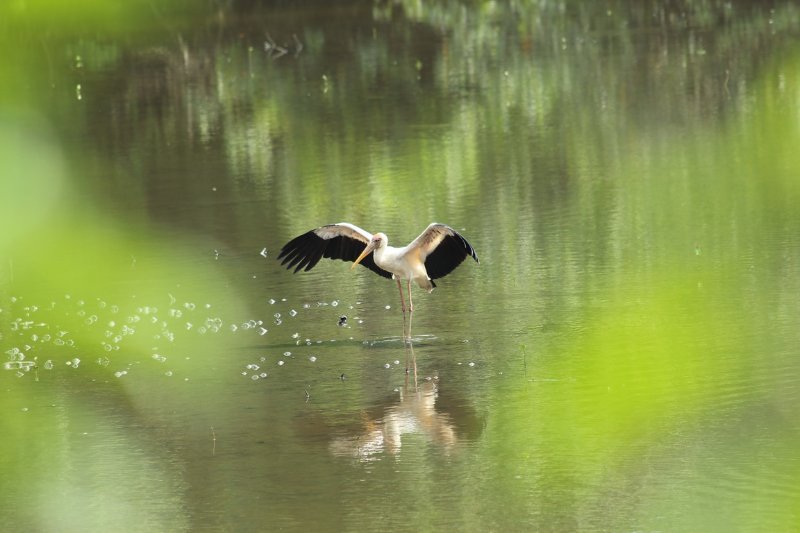 Milky Stork - Pulau Ubin island - Singapore - May 2018 (1).JPG