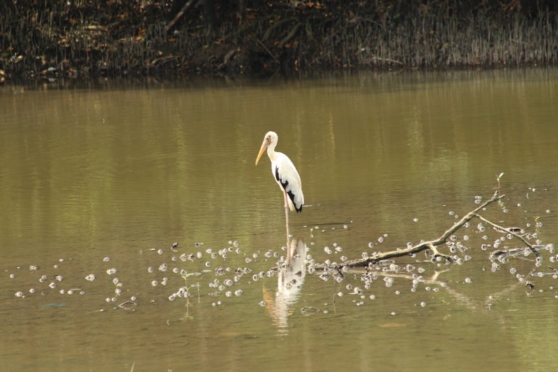 Milky Stork - Pulau Ubin island - Singapore - May 2018 (2).JPG