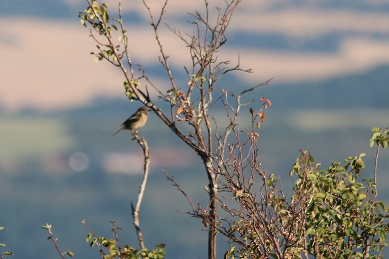 2018-07-10 Creissels (Larzac) (15) - Copie.JPG