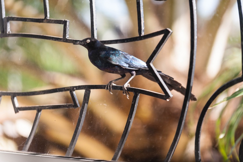 oiseau calabash 2.jpg