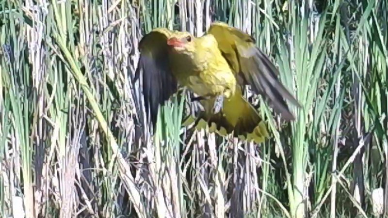 vs180715-012_DxOCPS Golden Oriole.jpg