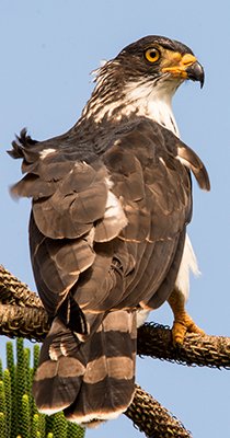 Rapace-Guyane.jpg