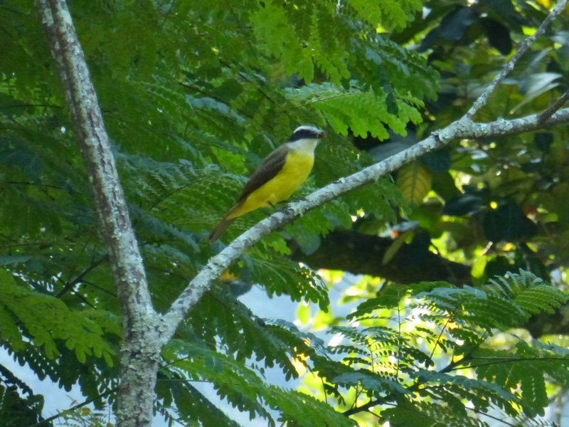 Jardin botanique - Rio - Brésil - Juin 2018 (15) (Copier).JPG