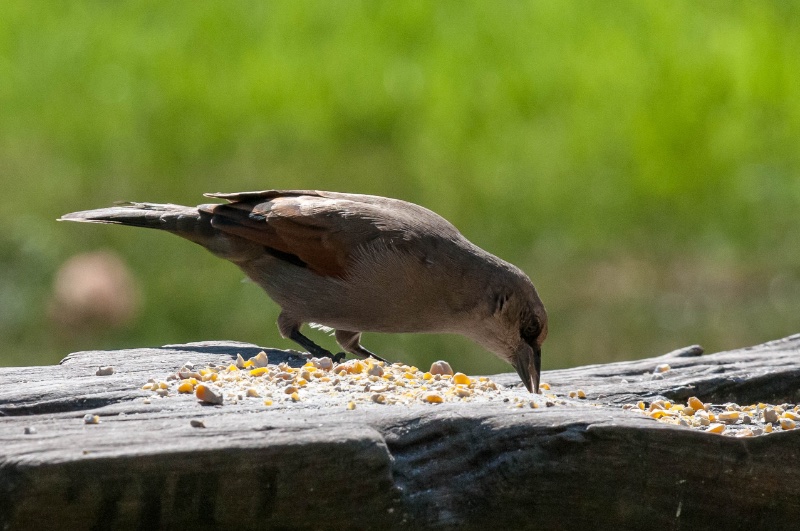 grey - brown bird.jpg