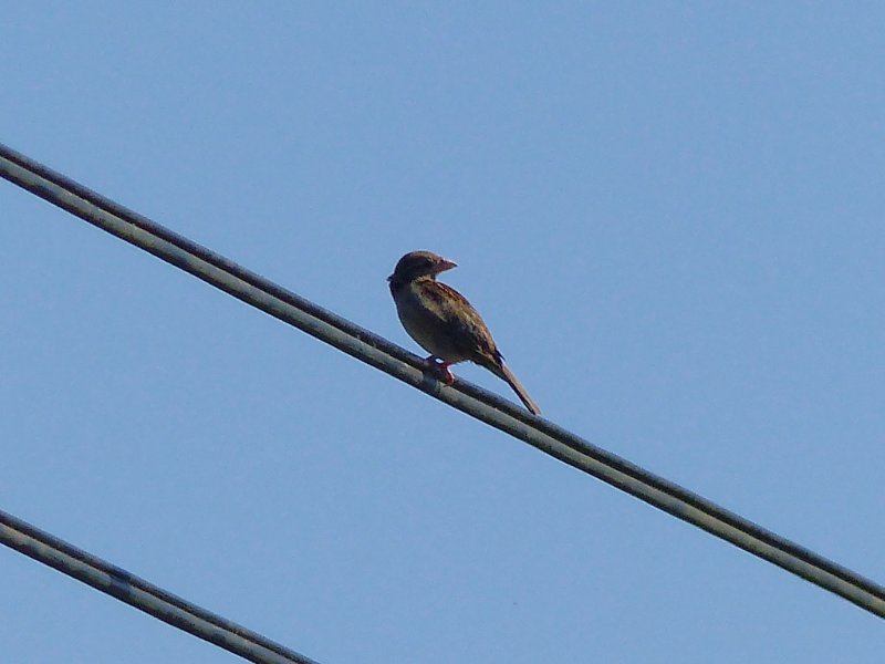 Moineau domestique.JPG