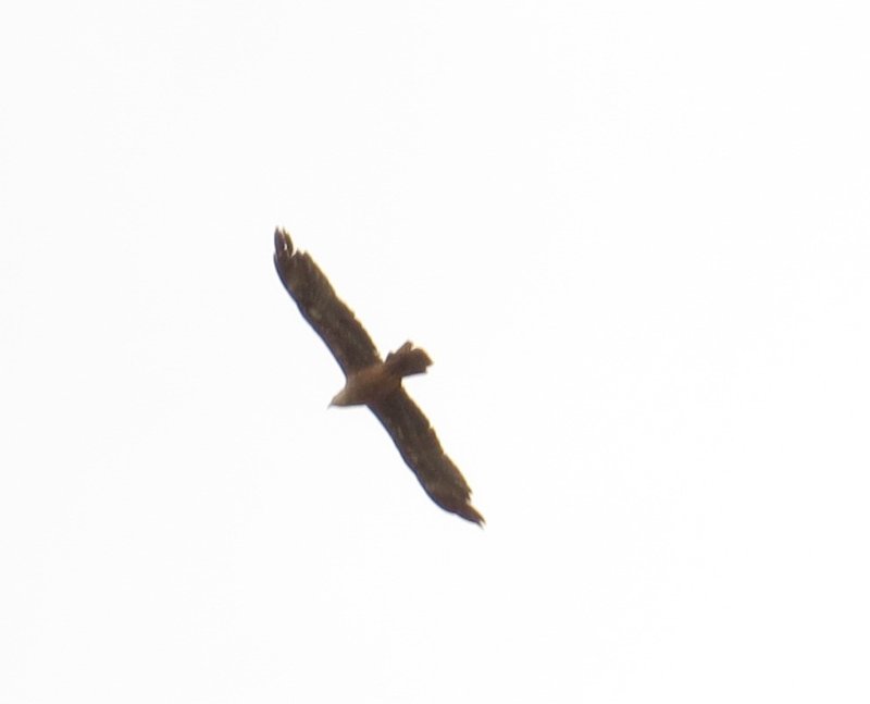 rapace mystère aigle 1.JPG