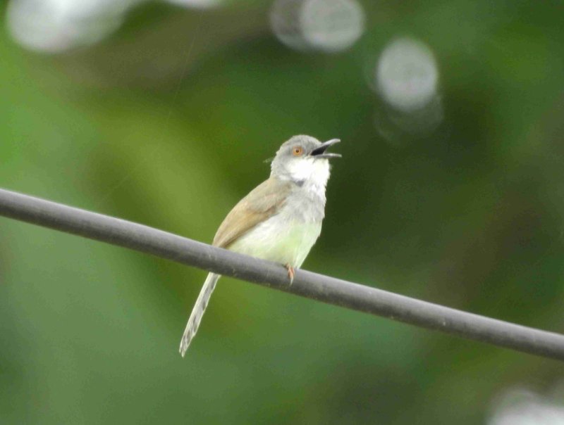 onet 2 poss. Prinia à ventre jaune.jpg