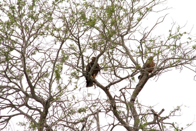 Walhberg's Eagle in Kruger Park - SA - August 2018 (Copier).JPG