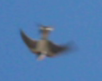 Oiseau à identifier.png