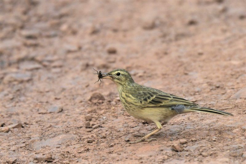 pipit.jpg