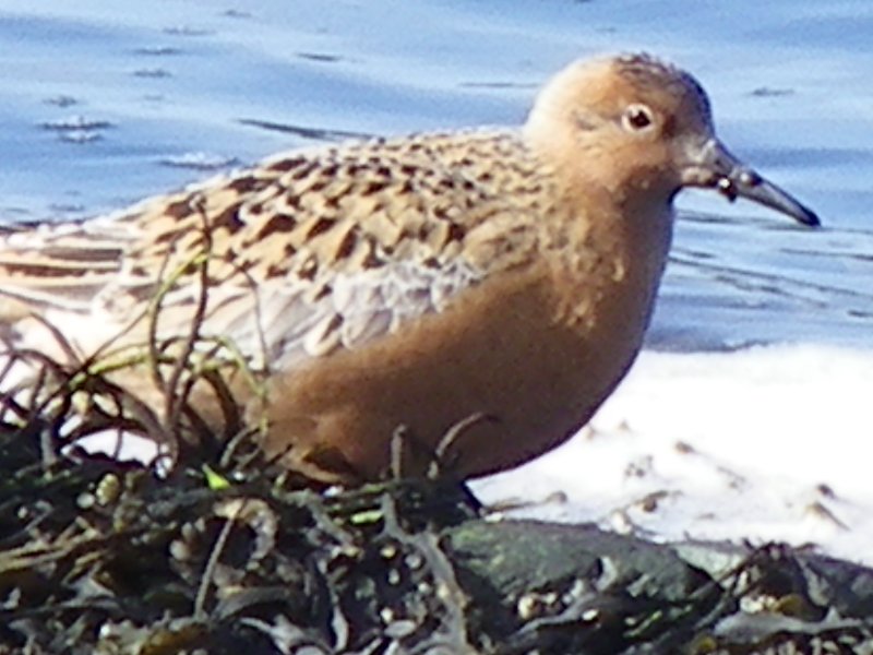 Bécasseau maubèche Islande 30 mai (2).JPG