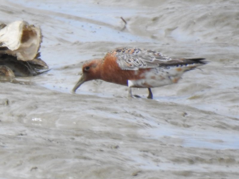 Bécasseau maubèche Baie Aiguillon 12 mai.JPG