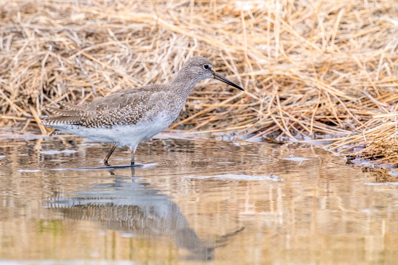 20180808- _D5C6234 - Le Teich Oiseaux - NIKON D5 -  1000 mm - ISO 1000.jpg