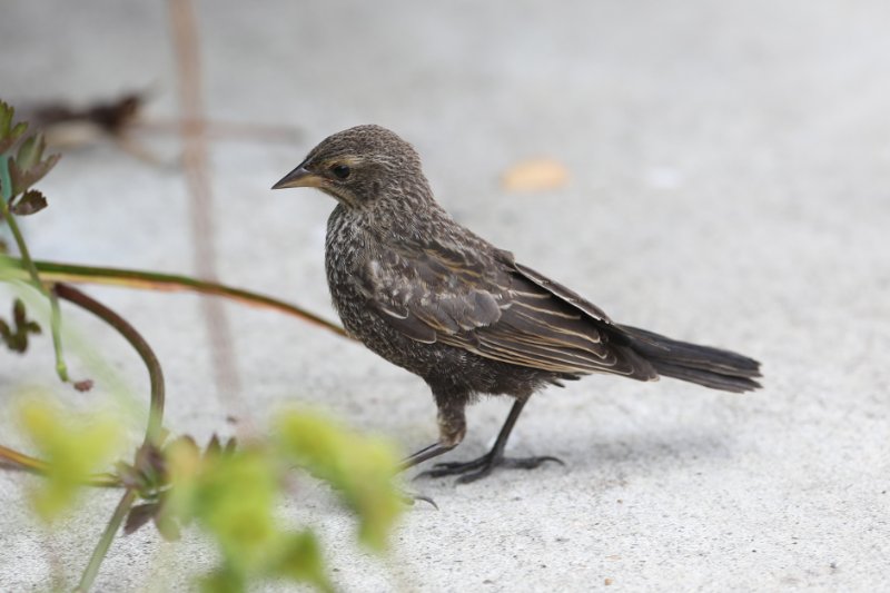 BlackBirdAIdentifier_SanFrancisco_20180712_4633.jpg