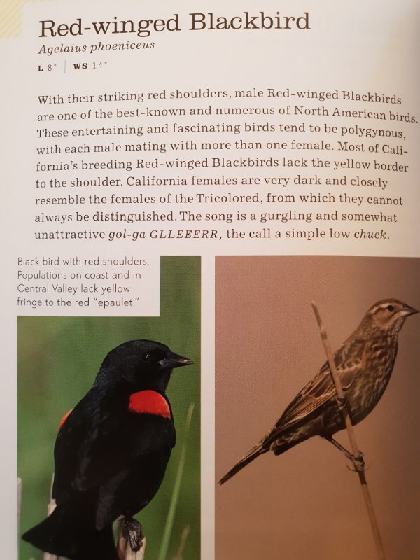 RedWingedBlackbird_2133.jpg