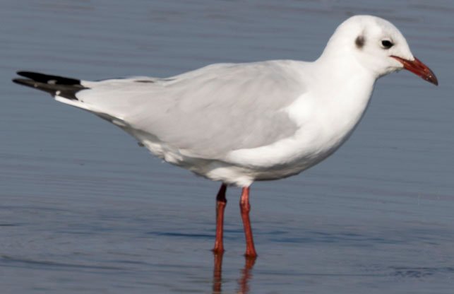 mouette à identifier.jpg