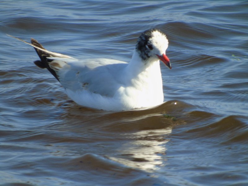 Mouette melanocephale 36.JPG