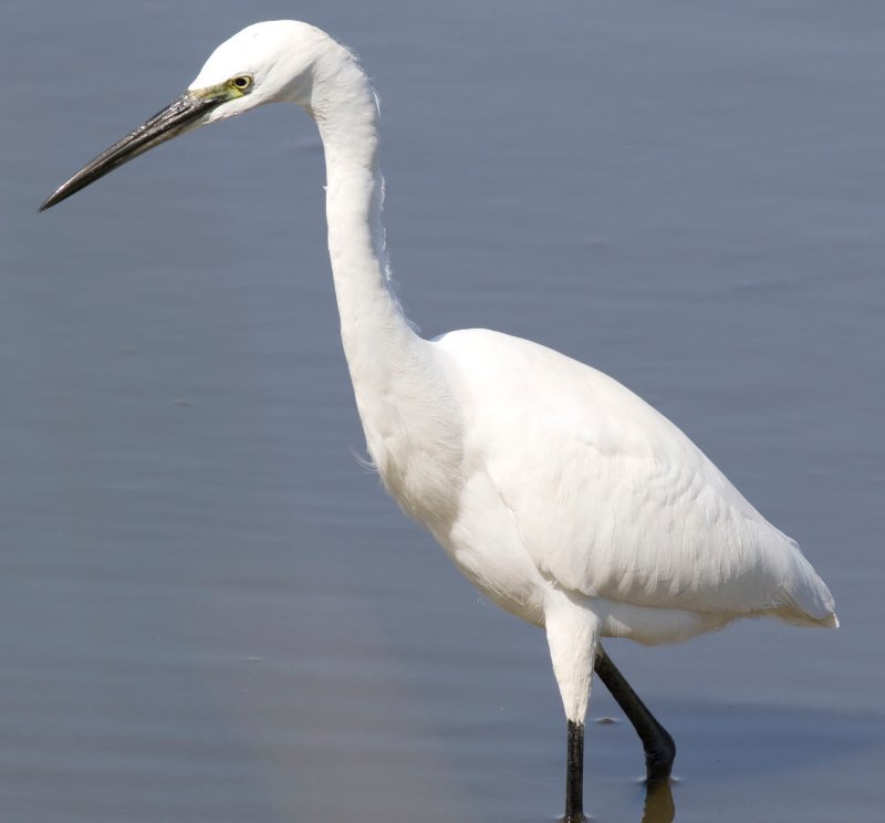 aigrette à identifier.jpg