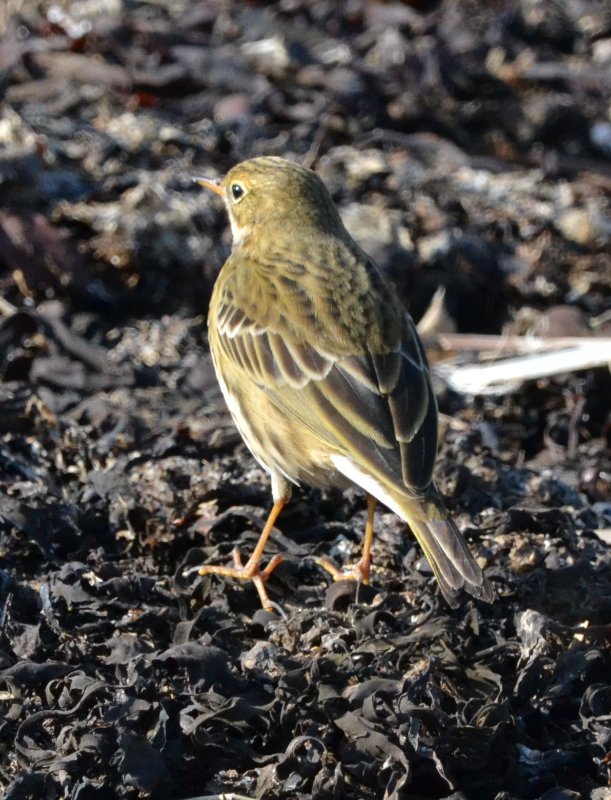 pipit.JPG