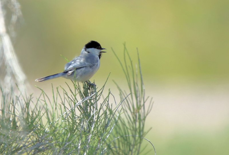 UE8A4050 mésange du Turkestan.jpg