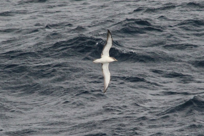 Puffin de Scopoli ...- Mer Tyrrhénienne - Mars 2018 (2) (Copier).JPG