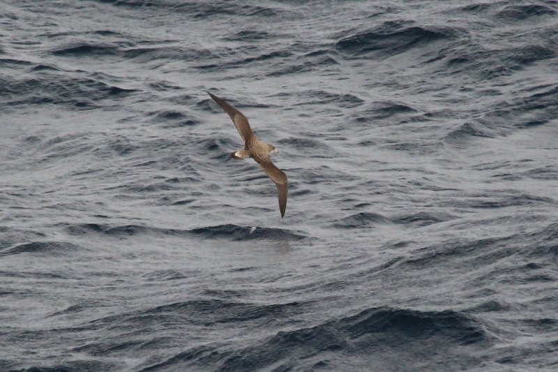 Puffin de Scopoli ...- Mer Tyrrhénienne - Mars 2018 (3) (Copier).JPG