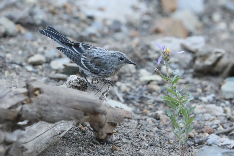 SmallBird_CraterLake_20180718_5772.jpg