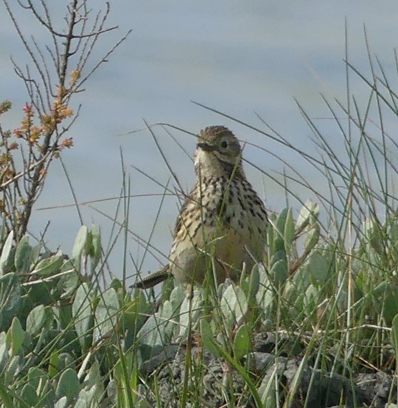 pipit3.jpg