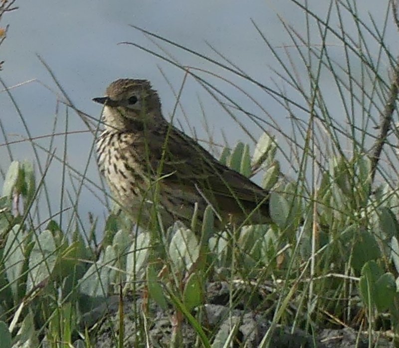 Pipit1.jpg