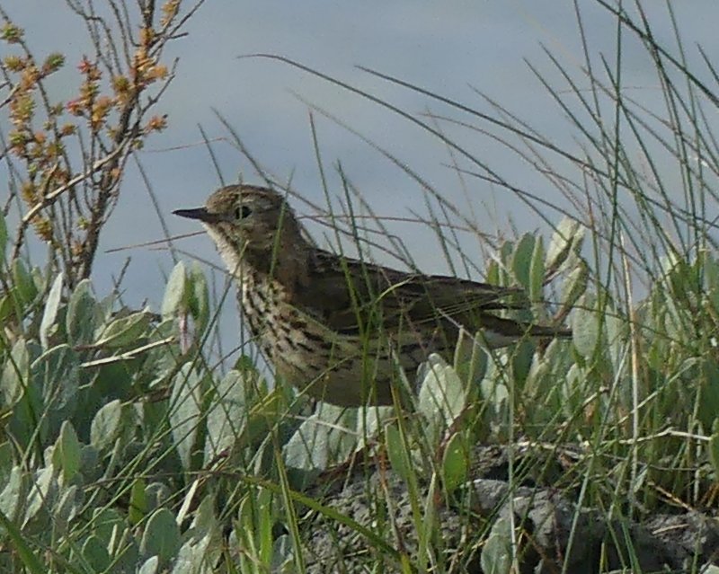 pipit2.jpg