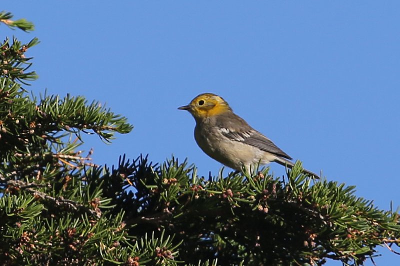 HermitWarbler_CraterLake_20180718_5466.jpg