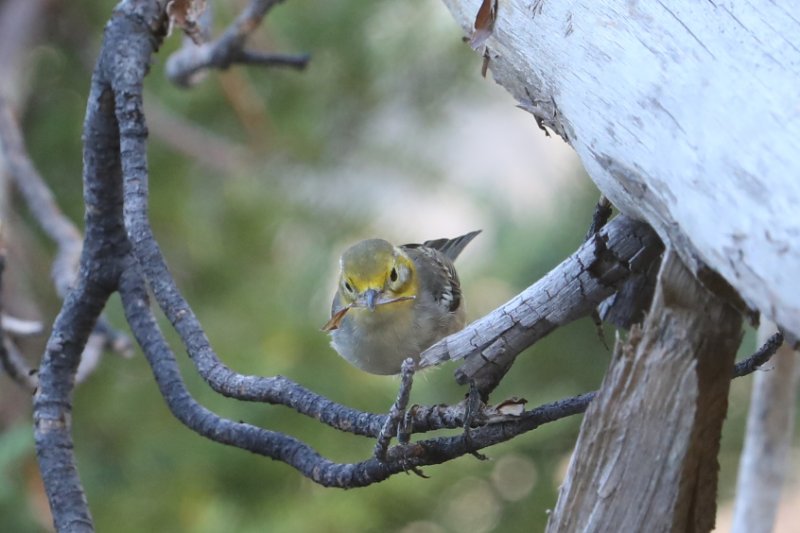 HermitWarbler_CraterLake_20180718_5824.jpg