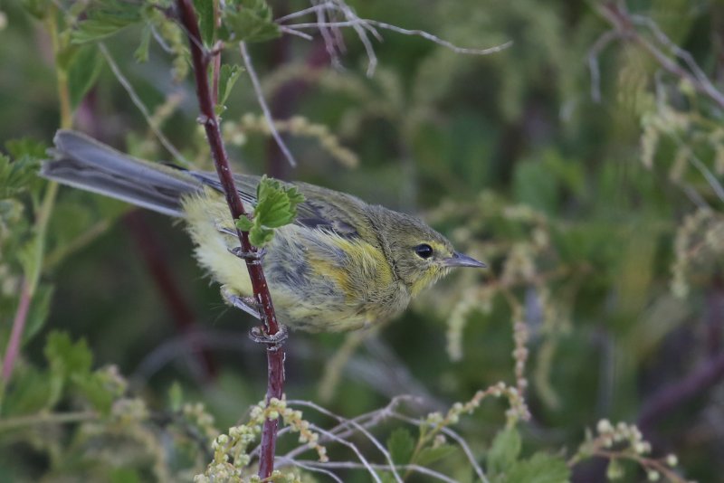 Warbler_CraterLake_20180718_5503.jpg