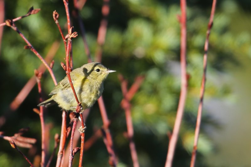 Warbler_CraterLake_20180718_5530.jpg