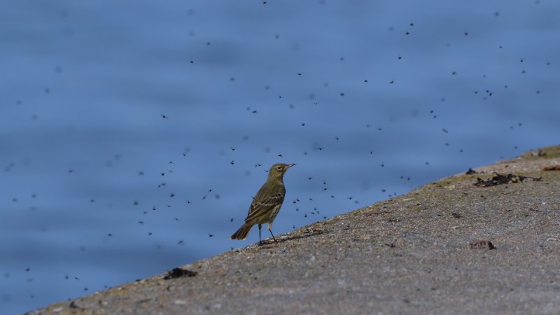 Pipit.jpg