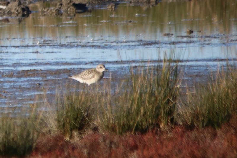 2018 10 25 Réserve ornithologique du Teich (367) - Copie.JPG