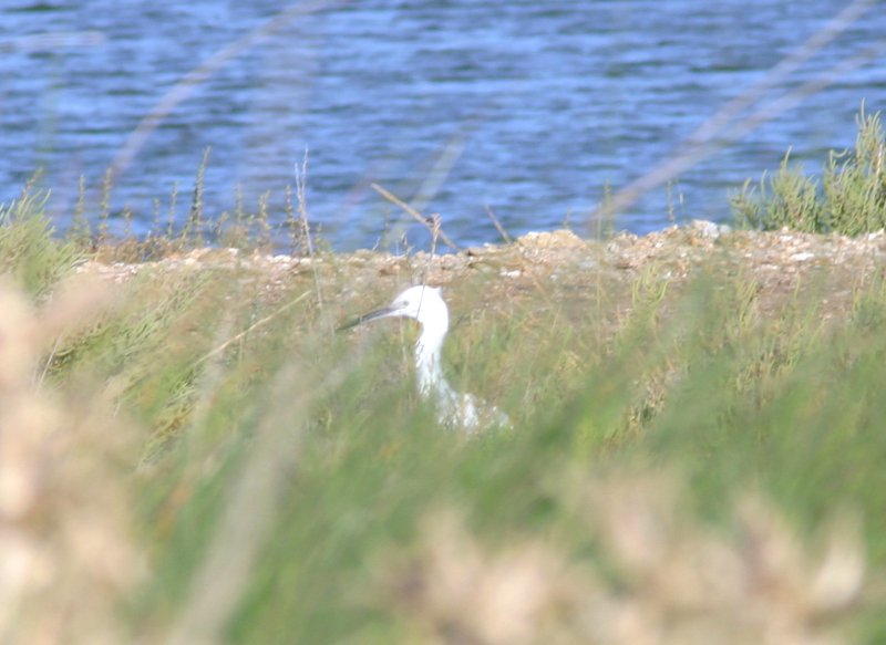 Aigrette garzette.JPG