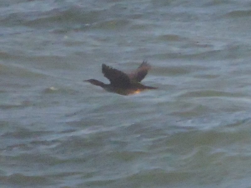 cormoran huppé (1).JPG