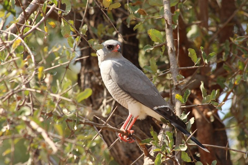 Autour gabar... - Kruger - Afrique du sud - août 2018 (63) (Copier).JPG