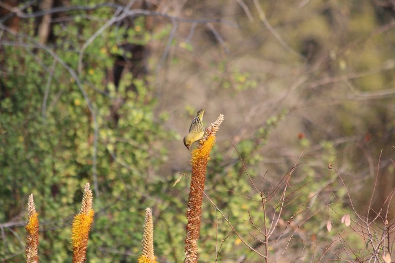 Tisserin gendarme femelle … - Kruger - Afrique du Sud - Août 2018 (77) (Copier).JPG