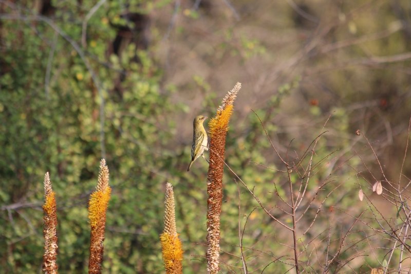 Tisserin gendarme femelle… - Kruger - Afrique du Sud - Août 2018 (73) (Copier).JPG